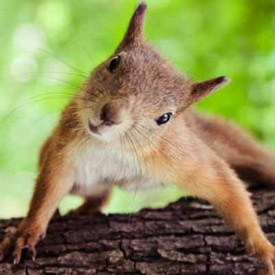 Les dommages de l'écureuil appelez un exterminateur à Montréal